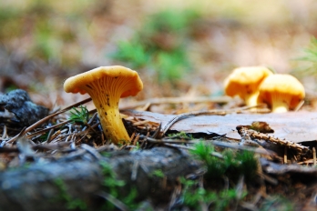 Čerstvé lesní houby | Lišky obecné